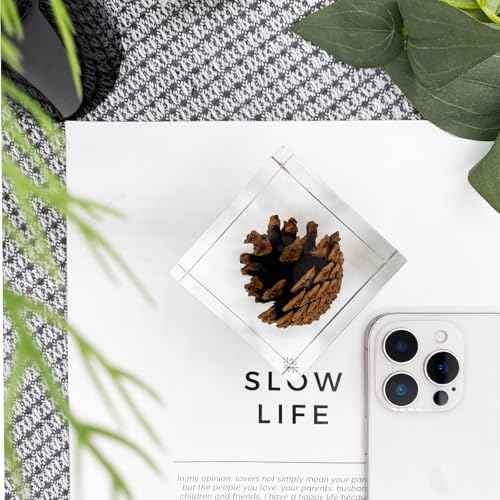 Acrylic Cube Paperweight with Decorative 3D Preserved Flowers, 2.36'' Cube 12 oz, Brown Pine Cone, Aesthetic Desk Shelf Decor and Good Luck Gift for Her