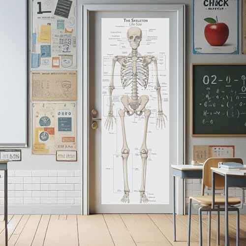 Life Size Skeleton bones named Poster for classroom or lab printed on durable quality plastic FIXES UPDATED 2025(24"x66") Young N Refined