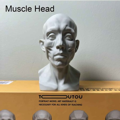 Generic 4 Pack Head Model for Drawing Reference, Artists Manikin, Skull Muscle Plane Heads Set, Color White, 13.2cm