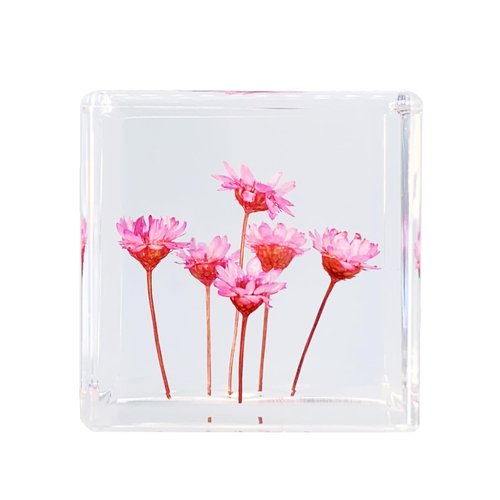 Bon Cube Desk Accessory Acrylic Resin Cube Paperweight with Decorative 3D Preserved Flowers Pink Starflowers (Resembles Daisy), 1.58'' Cube 2.9 oz, Aesthetic Desk Decor for Women and Gift for Her