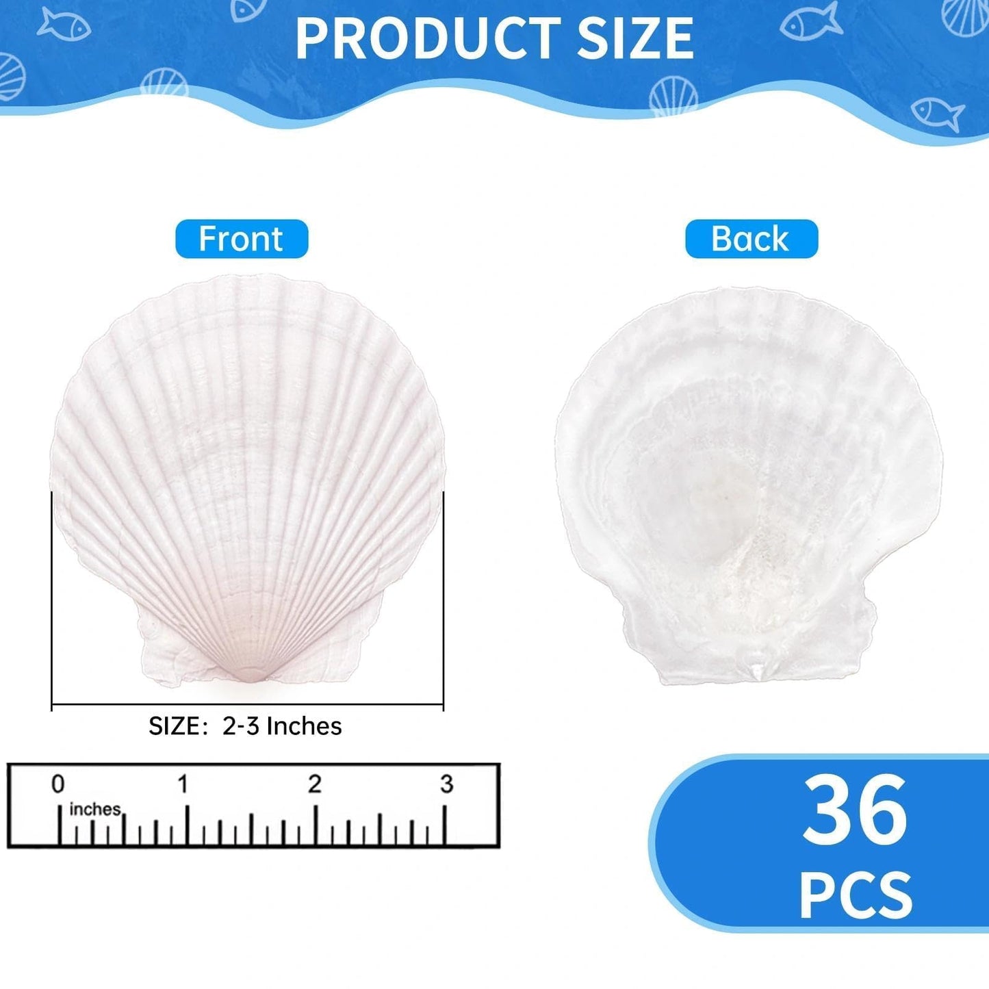 36PCS Natural Scallop Shells for Crafts, 2-3 Inch White Sea Shells for Decorating, Genuine Beach Seashells for DIY Craft Making, Painting, Cooking, Ocean Themed Party Supplies & Decorations