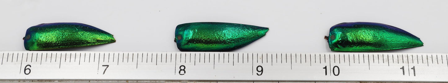200 Pcs UnDrilled Iridescent Green Jewel Beetle Elytra Wings, Sternocera Aequisignata Beetle Wings for Jewelry Making,Earring DIY Crafts & Accessories