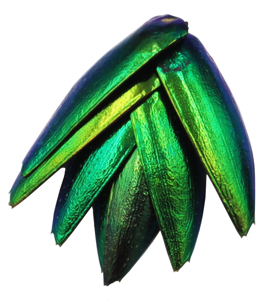 200 Pcs UnDrilled Iridescent Green Jewel Beetle Elytra Wings, Sternocera Aequisignata Beetle Wings for Jewelry Making,Earring DIY Crafts & Accessories