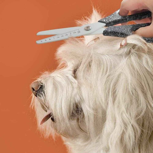 cool hand Gear 7.8'' Multi Purpose Ceramic Blade Scissors w/Ruler Marking, Blunt Tip Scissors Utility Shears for Kitchen, Craft, BBQ, Pet Care, Sewing, 5 PCS