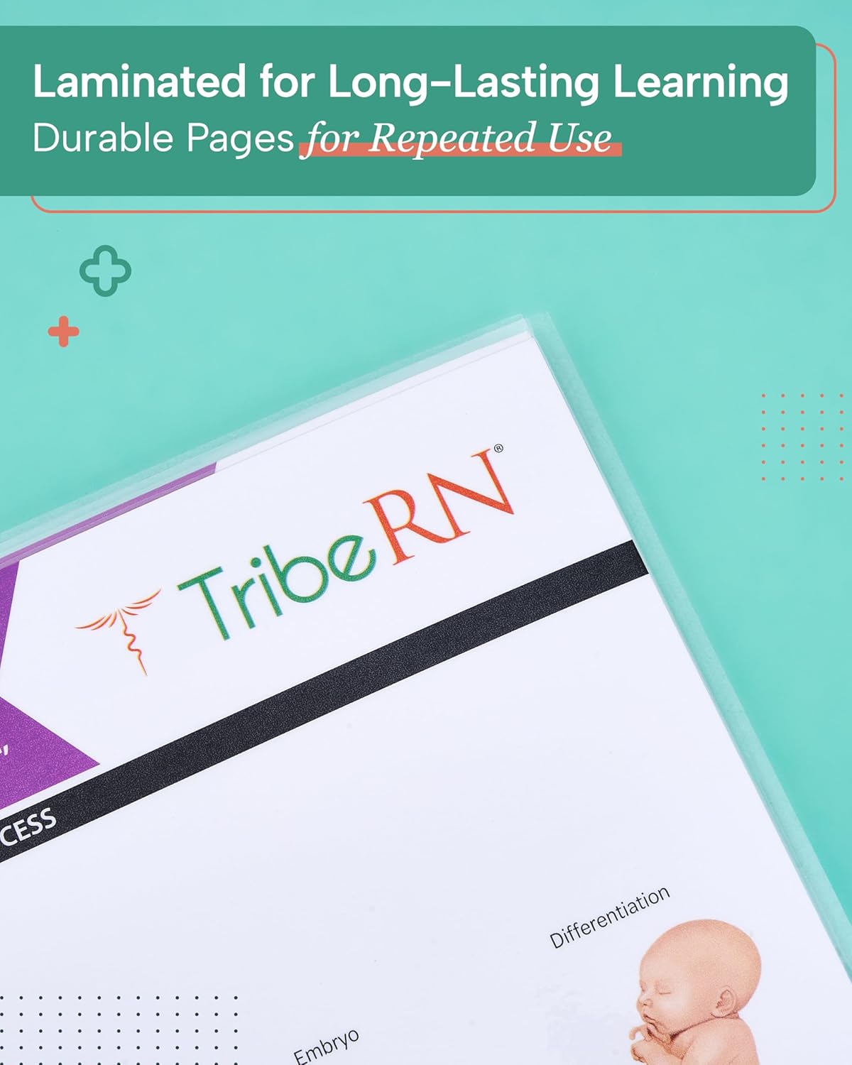 TribeRN Anatomy & Physiology Study Guides - Set of 10 Comprehensive Human Anatomy Resources for Nursing Students | 12 Key Topics with Reference Charts
