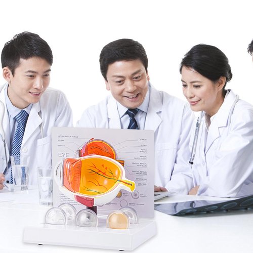 HANGELI Human Anatomical Eye Model Pathological Eyeball Anatomy Model for Clinical Setting Teaching Demonstration Lecture Report
