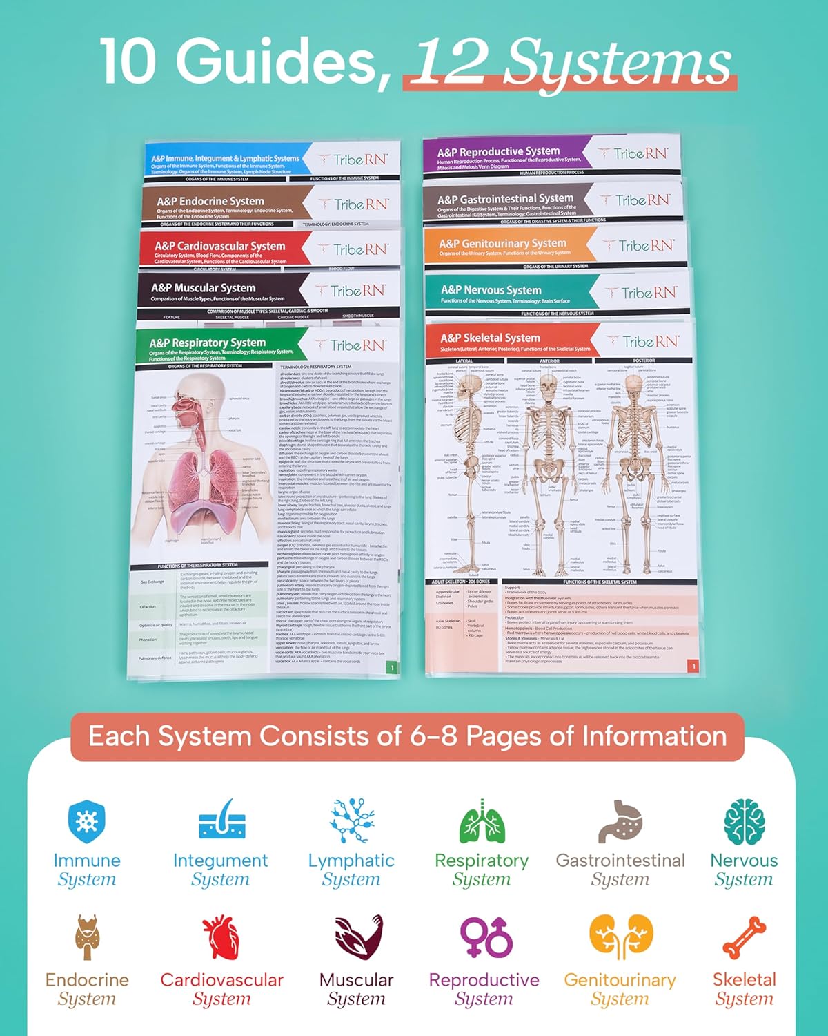 TribeRN Anatomy & Physiology Study Guides - Set of 10 Comprehensive Human Anatomy Resources for Nursing Students | 12 Key Topics with Reference Charts