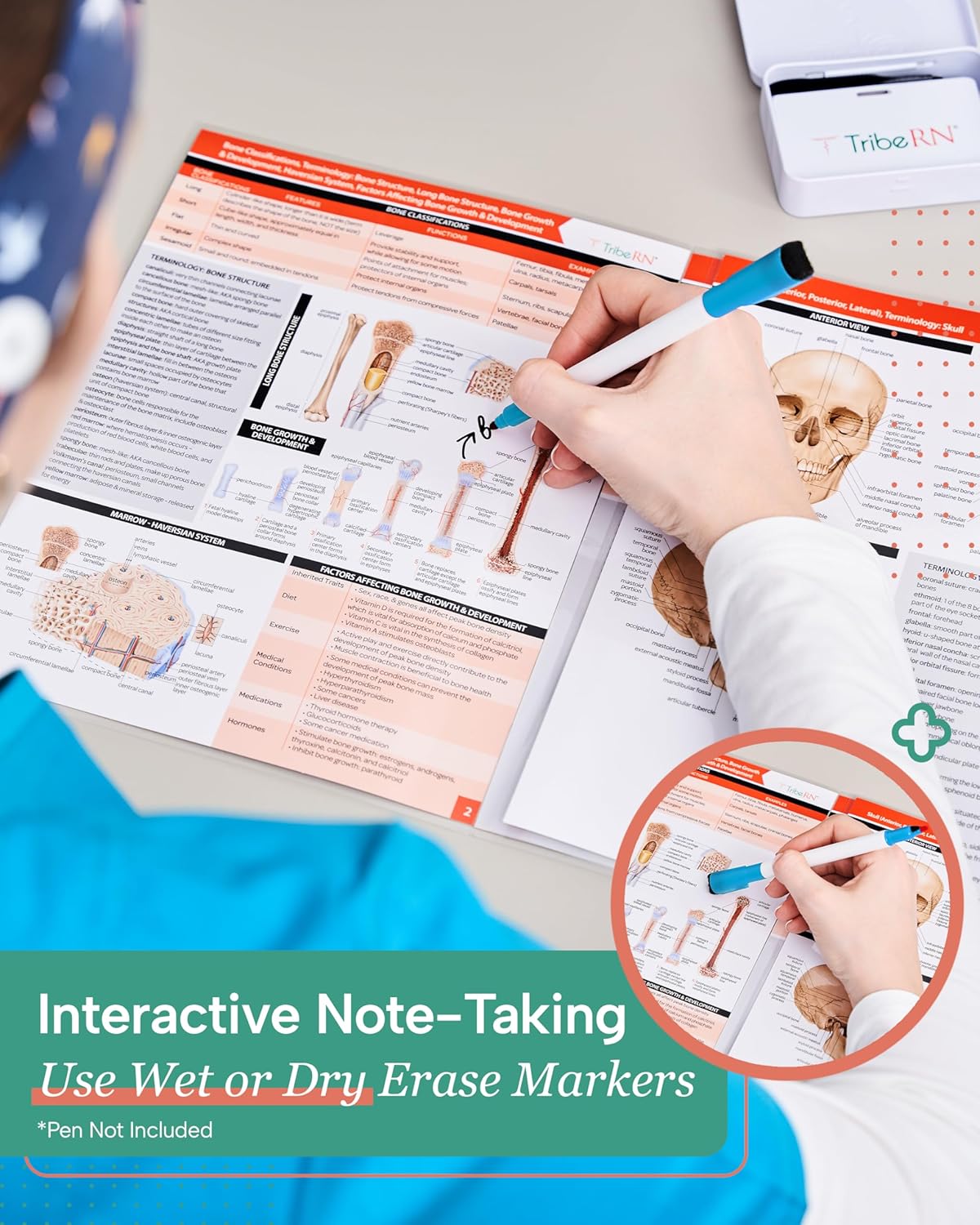 TribeRN Anatomy & Physiology Study Guides - Set of 10 Comprehensive Human Anatomy Resources for Nursing Students | 12 Key Topics with Reference Charts