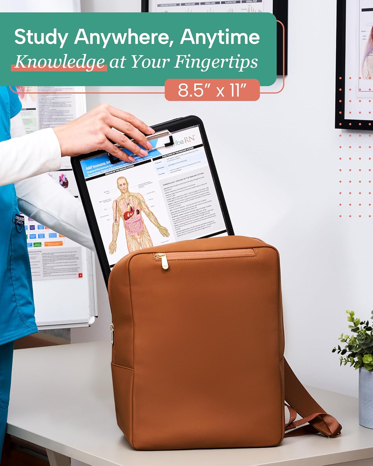 TribeRN Anatomy & Physiology Study Guides - Set of 10 Comprehensive Human Anatomy Resources for Nursing Students | 12 Key Topics with Reference Charts