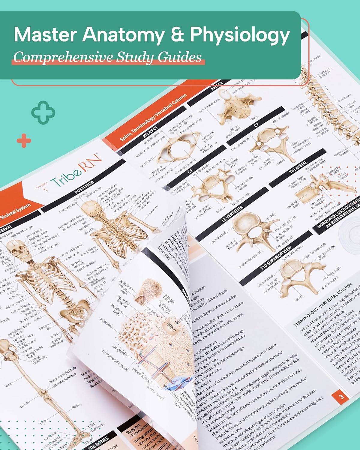 TribeRN Anatomy & Physiology Study Guides - Set of 10 Comprehensive Human Anatomy Resources for Nursing Students | 12 Key Topics with Reference Charts