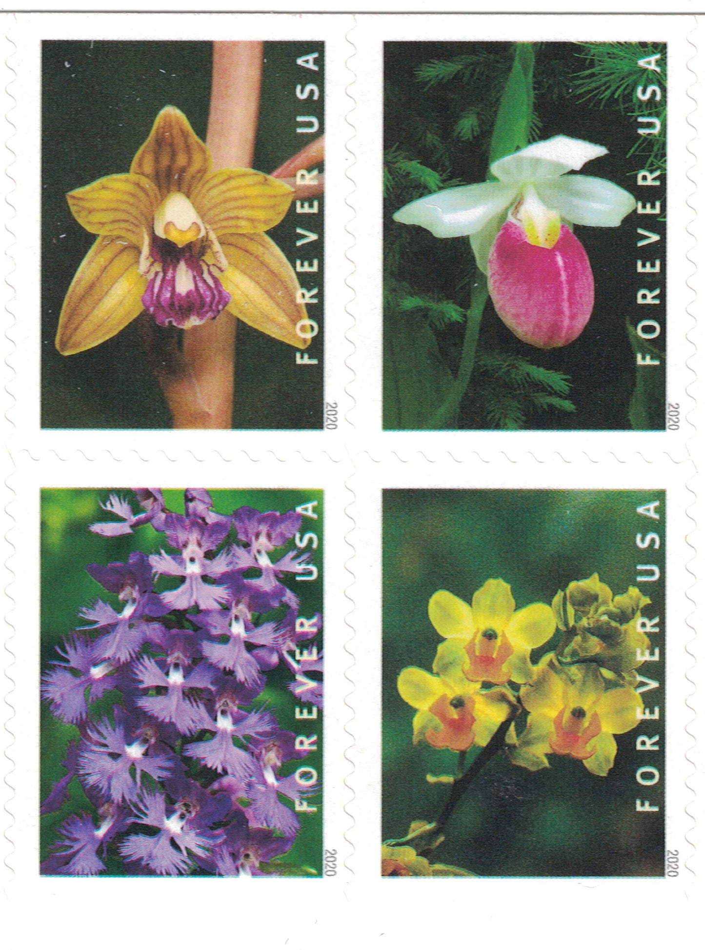 Wild Orchids (Booklet of 20) First-Class Mail Forever Postage Stamps 2020 Scott 5445-5454