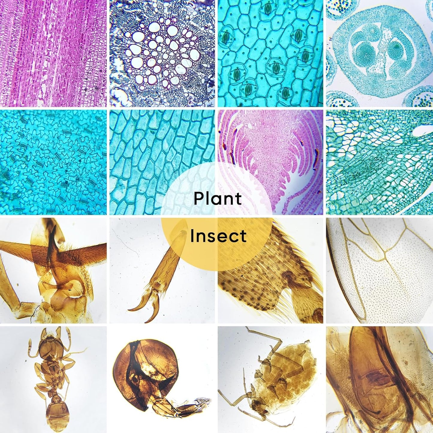 Skiennix Prepared Microscope Slides - 60 Glass Slides with Specimens for Kids' Science Classes