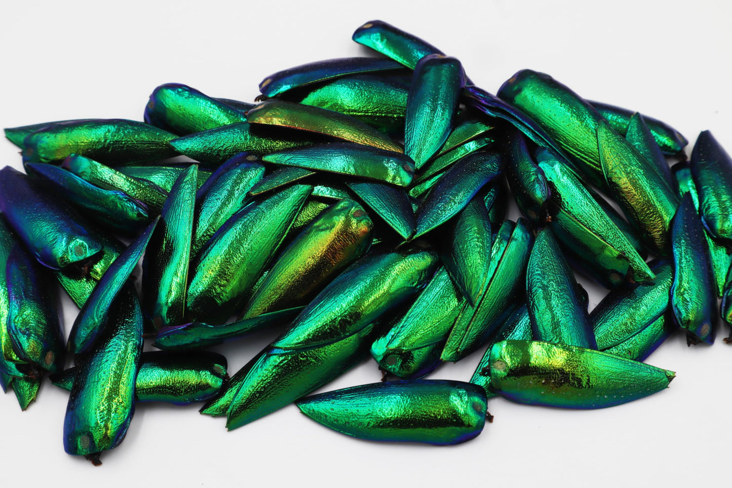 200 Pcs UnDrilled Iridescent Green Jewel Beetle Elytra Wings, Sternocera Aequisignata Beetle Wings for Jewelry Making,Earring DIY Crafts & Accessories