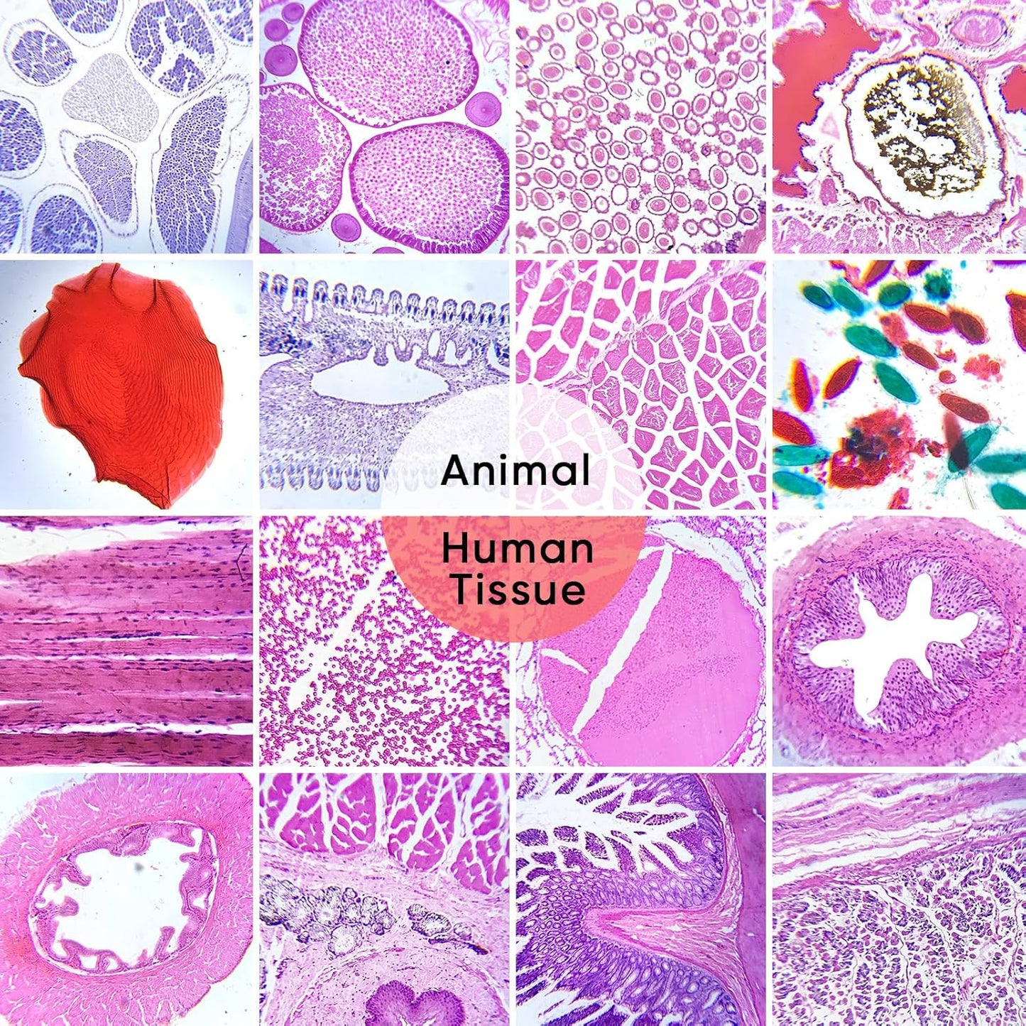 Skiennix Prepared Microscope Slides - 60 Glass Slides with Specimens for Kids' Science Classes