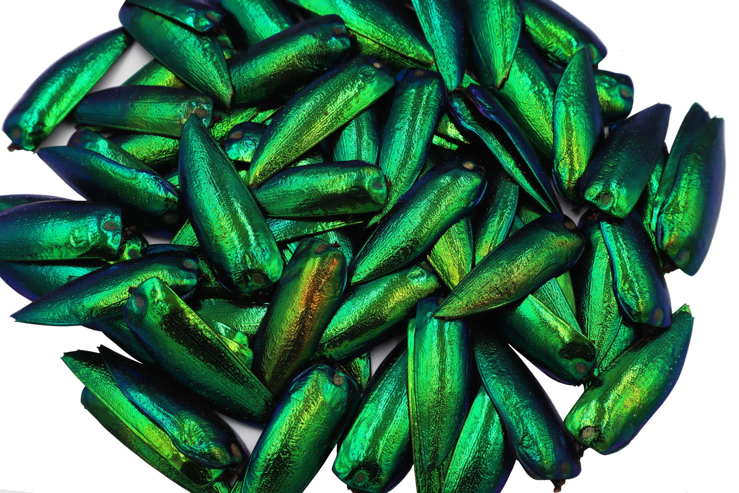 200 Pcs UnDrilled Iridescent Green Jewel Beetle Elytra Wings, Sternocera Aequisignata Beetle Wings for Jewelry Making,Earring DIY Crafts & Accessories