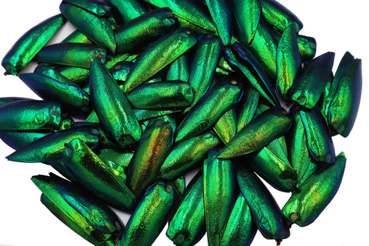 200 Pcs UnDrilled Iridescent Green Jewel Beetle Elytra Wings, Sternocera Aequisignata Beetle Wings for Jewelry Making,Earring DIY Crafts & Accessories