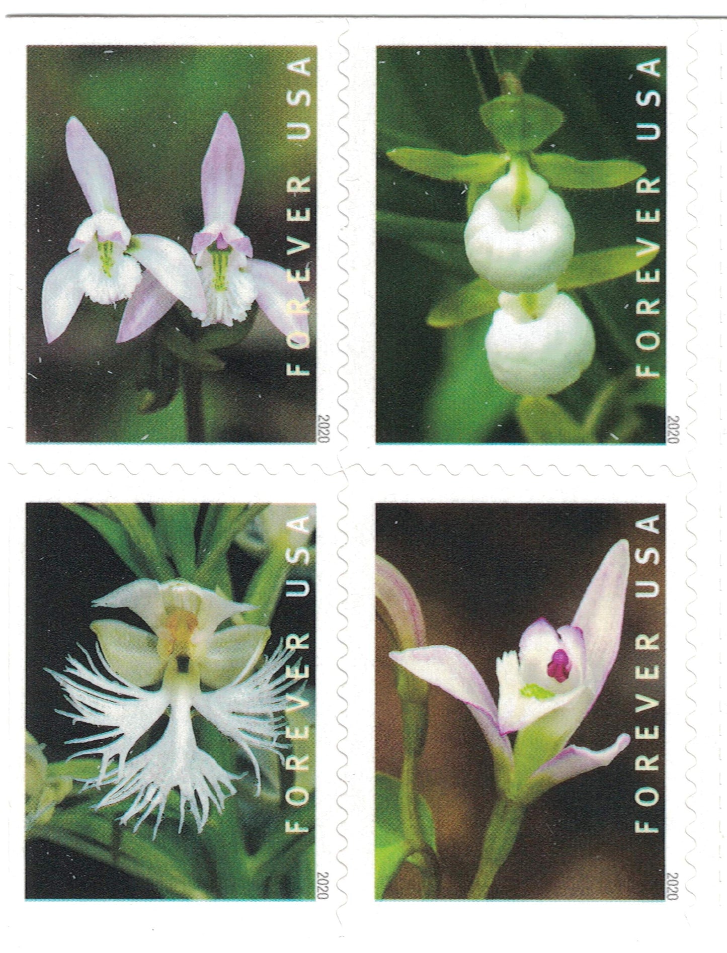 Wild Orchids (Booklet of 20) First-Class Mail Forever Postage Stamps 2020 Scott 5445-5454