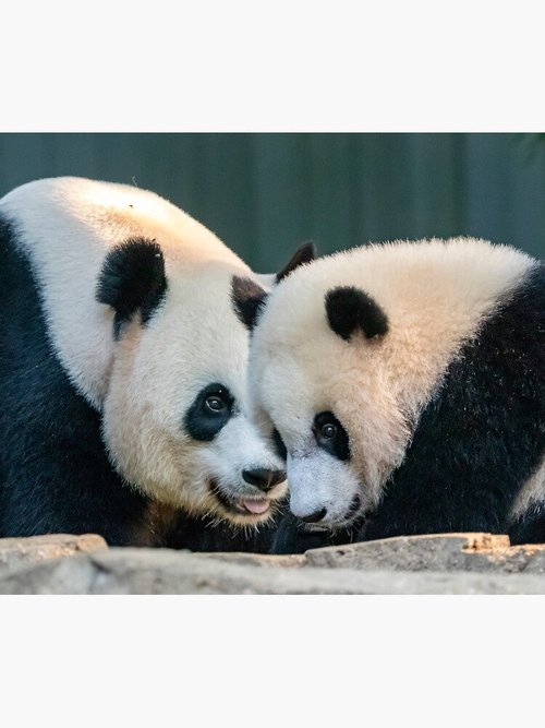 Mei Xiang & Xiao Qi Ji Mouse Pad | Smithsonian National Zoo Design